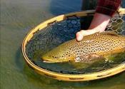 Big Beaverhead Brown on Hoppers