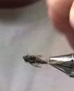 The Blue Back Nymph